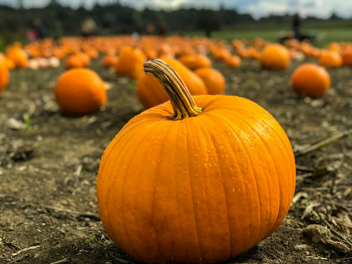 orange pumpkins on gray field near green grassland at daytime selective focus photography. Photo by Marius Ciocirlan, Unsplash.