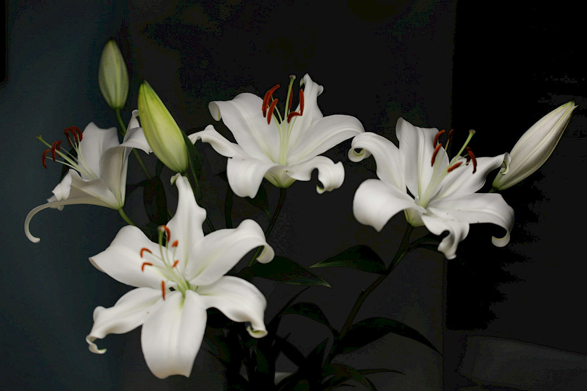 a group of white flowers. Photo by Bernd ? Dittrich, Unsplash.